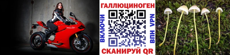 Галлюциногенные грибы Psilocybe  Камень-на-Оби 
