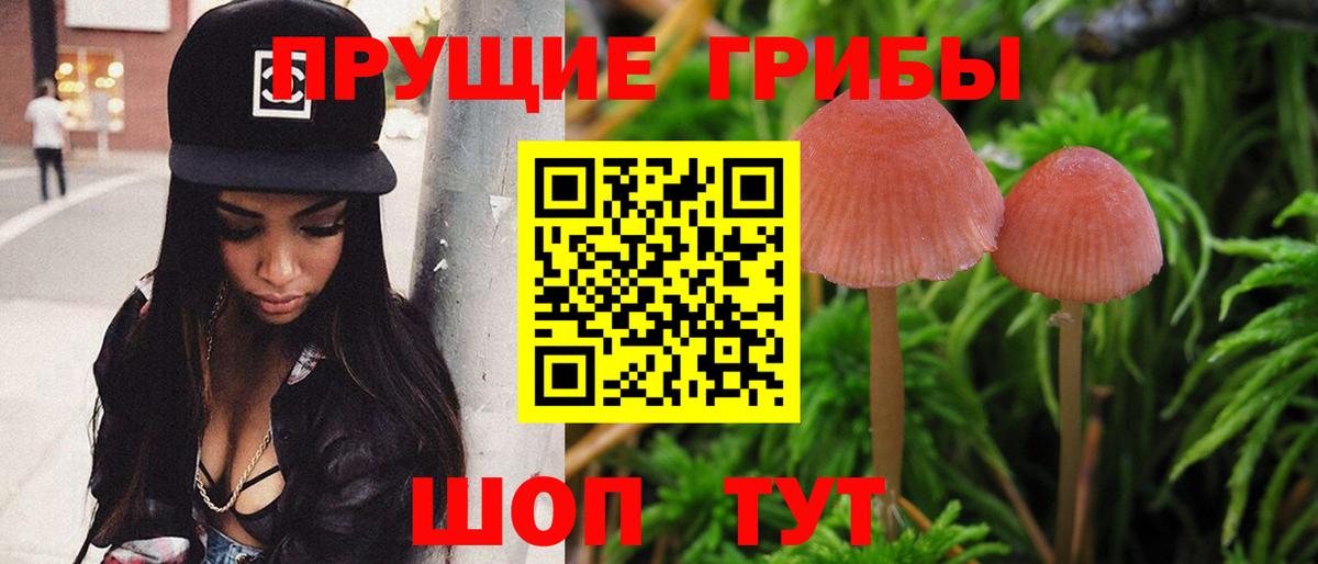 Псилоцибиновые грибы Psilocybe Камень-на-Оби